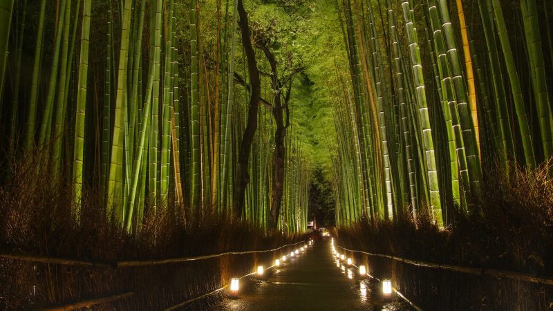Bosque de Bamboo Arashiyama (2)