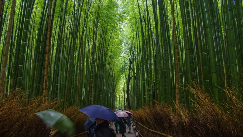Bosque de Bamboo Arashiyama (4)