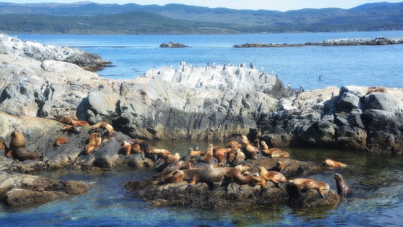 Isla de Los Lobos 1