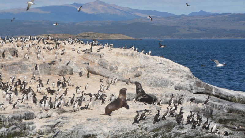 Isla de Los Lobos 2