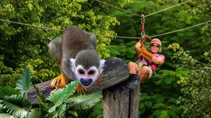 Monkeyland 1