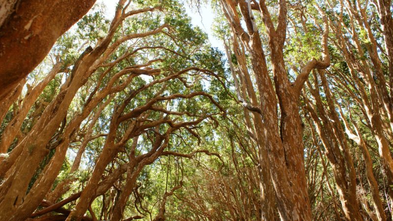 bosque de arrayanes 1