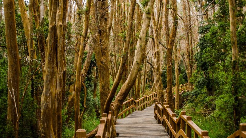 bosque de arrayanes 2