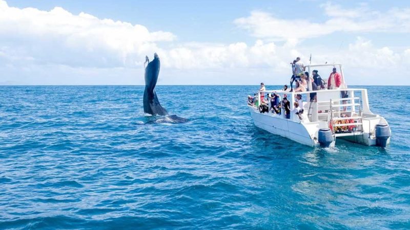 cayo levantado samaná ballenas 3