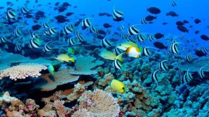 isla catalina snorkel